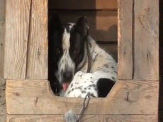 Пес Алмаз, который впервые сумел поймать детеныша чупакабры Пес Алмаз, который впервые сумел поймать детеныша чупакабры